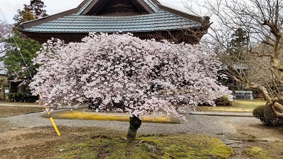 3徳蔵寺の桜